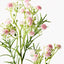 Gypsophila - Baby’s Breath Light Pink