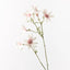 Flannel Flower (Tall Pink)