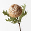 Banksia Acorn (Cream)