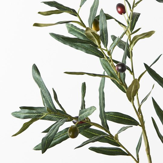 Olive Leaf Spray