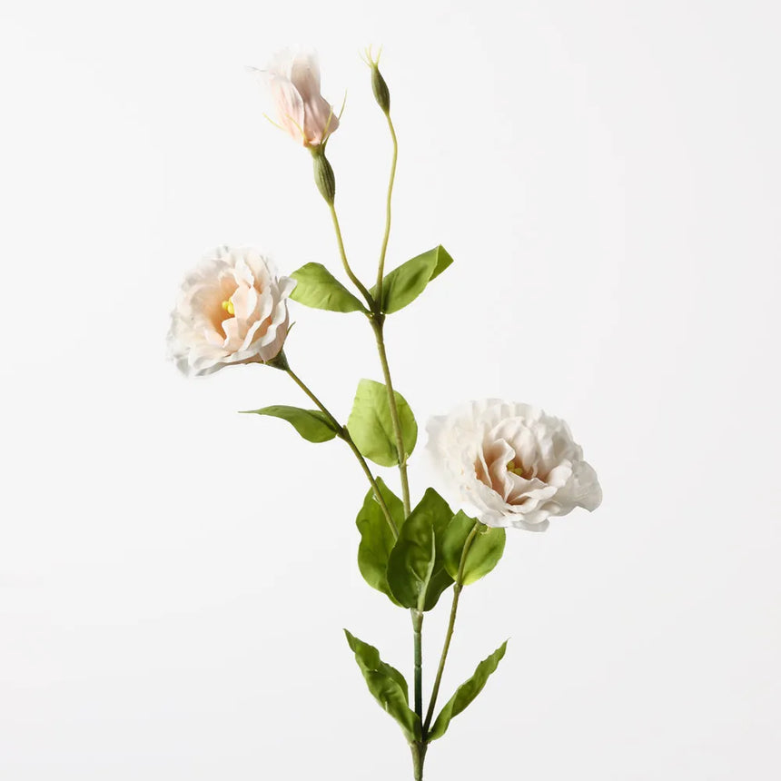 Lisianthus - Champaign