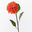 Dahlia Pompon - Burnt Orange