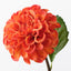 Dahlia Pompon - Burnt Orange