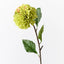 Dahlia Pompon - Green