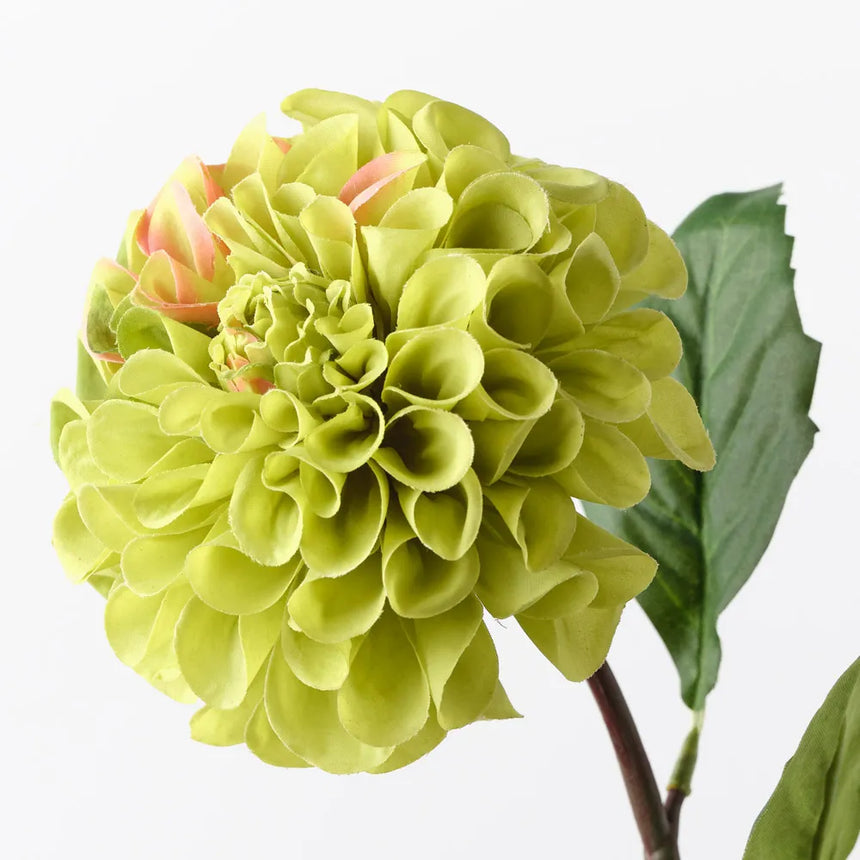 Dahlia Pompon - Green