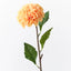 Dahlia Pompon - Orange
