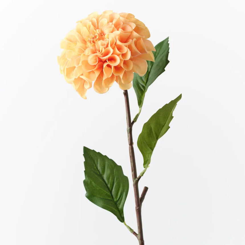 Dahlia Pompon - Orange
