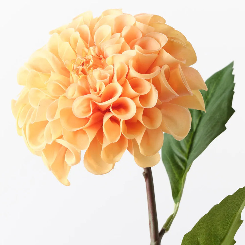 Dahlia Pompon - Orange