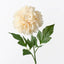 Dahlia - Cream