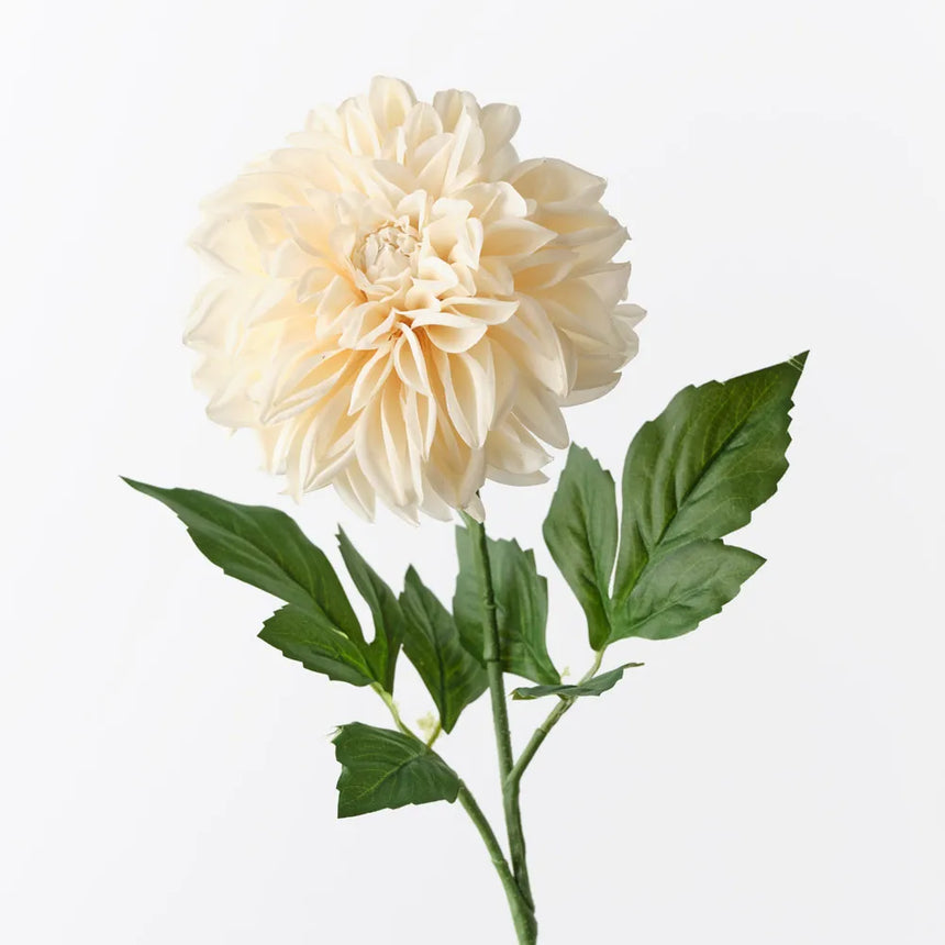 Dahlia - Cream