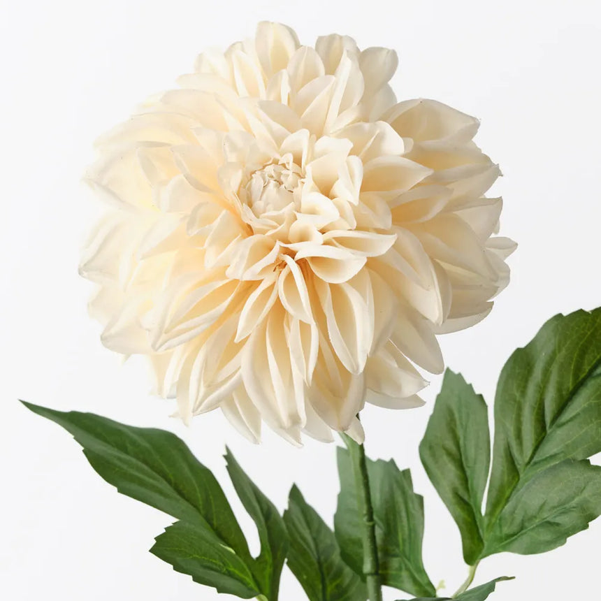 Dahlia - Cream