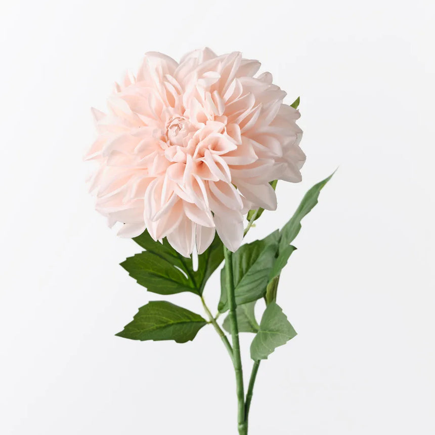 Dahlia - Soft Pink