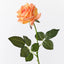 Kim Rose - Orange