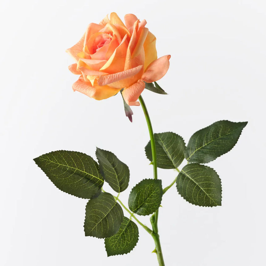 Kim Rose - Orange