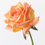 Kim Rose - Orange