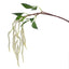 Amaranthus - White