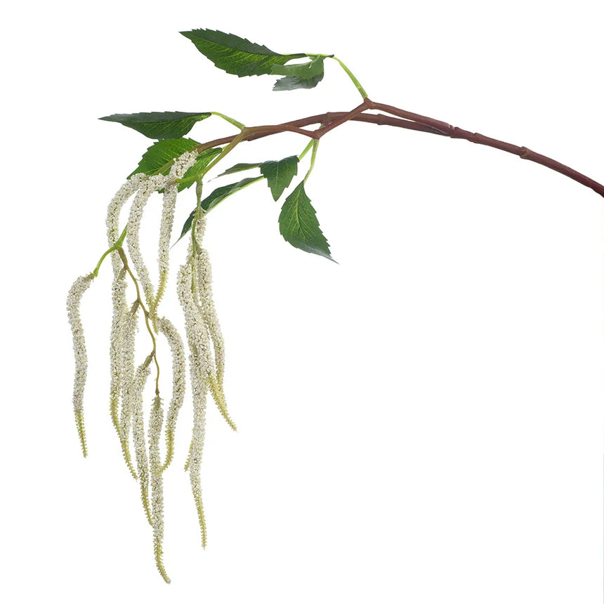 Amaranthus - White