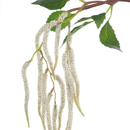 Amaranthus - White