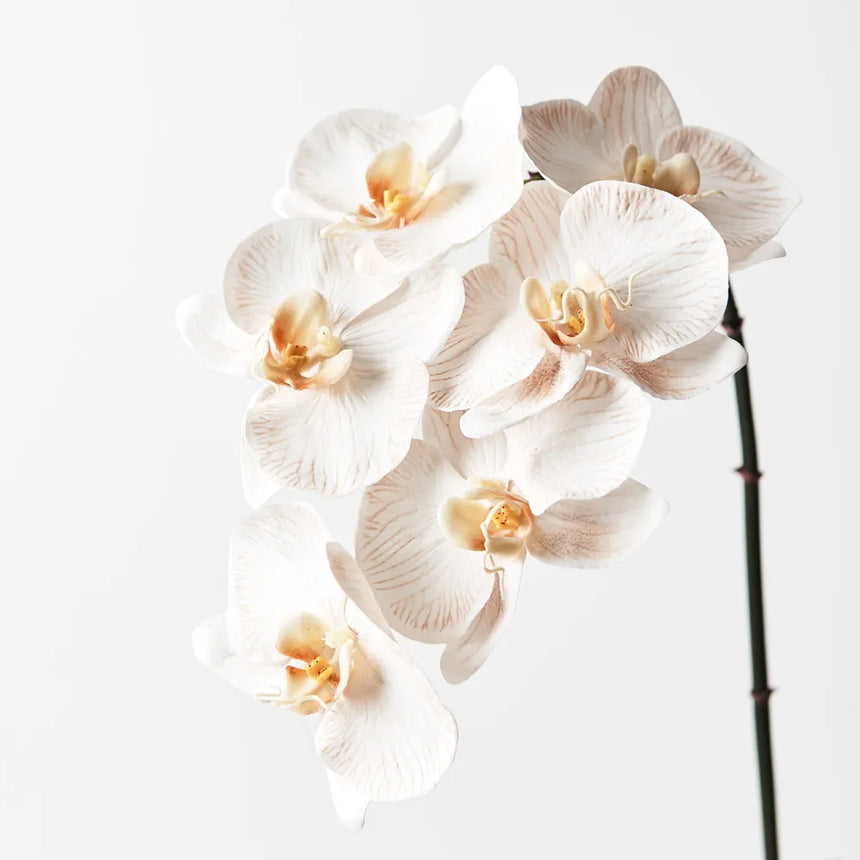 Phalaenopsis Orchid - Dove