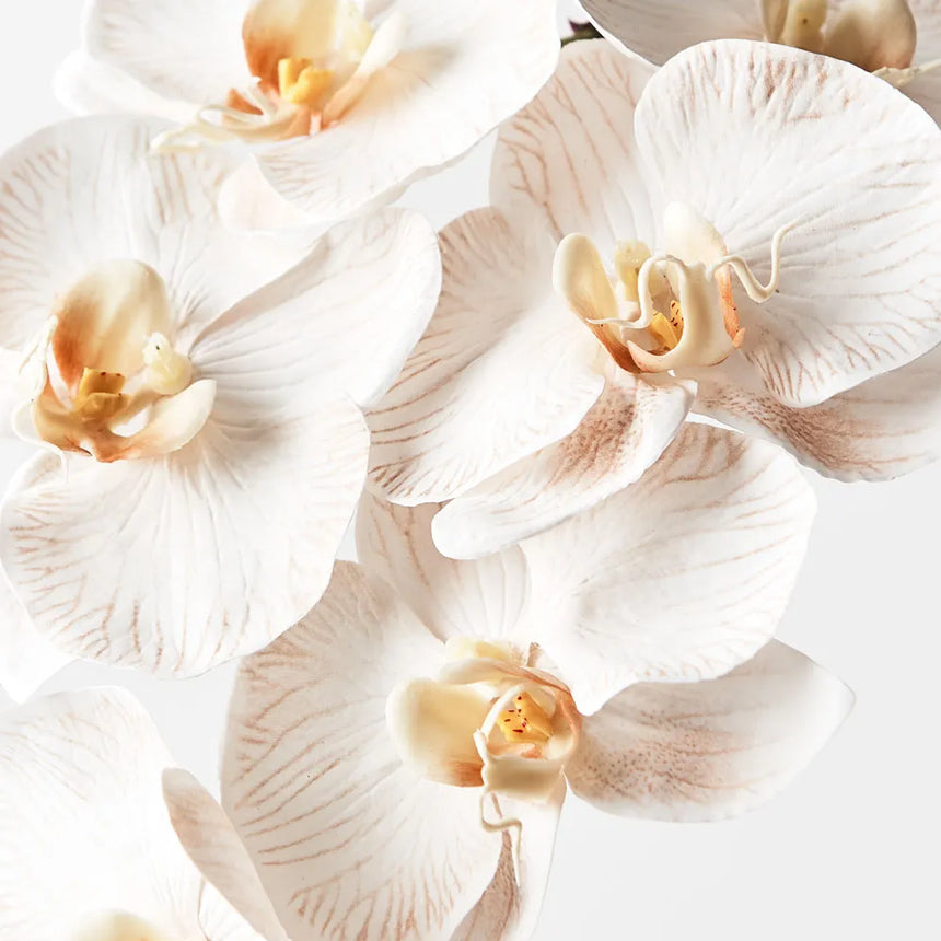 Phalaenopsis Orchid - Dove