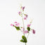 Sweet Pea - Mauve