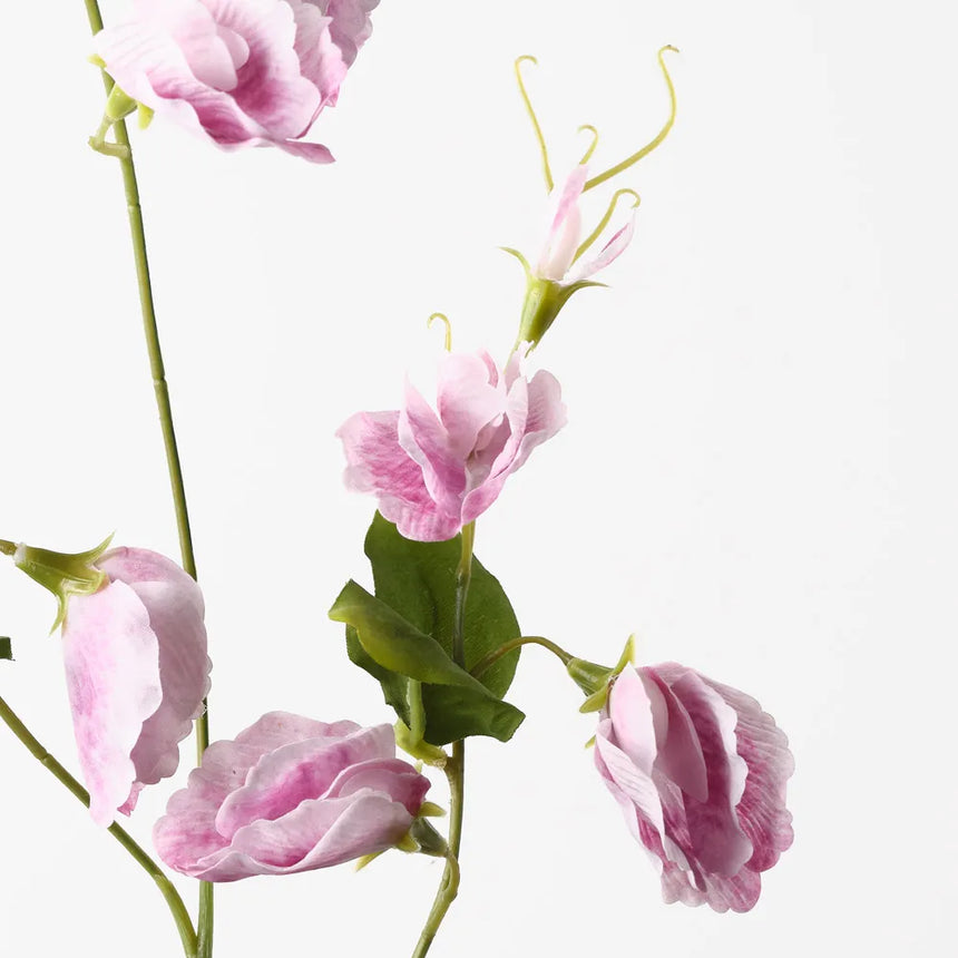 Sweet Pea - Mauve