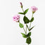 Lisianthus - Lavender