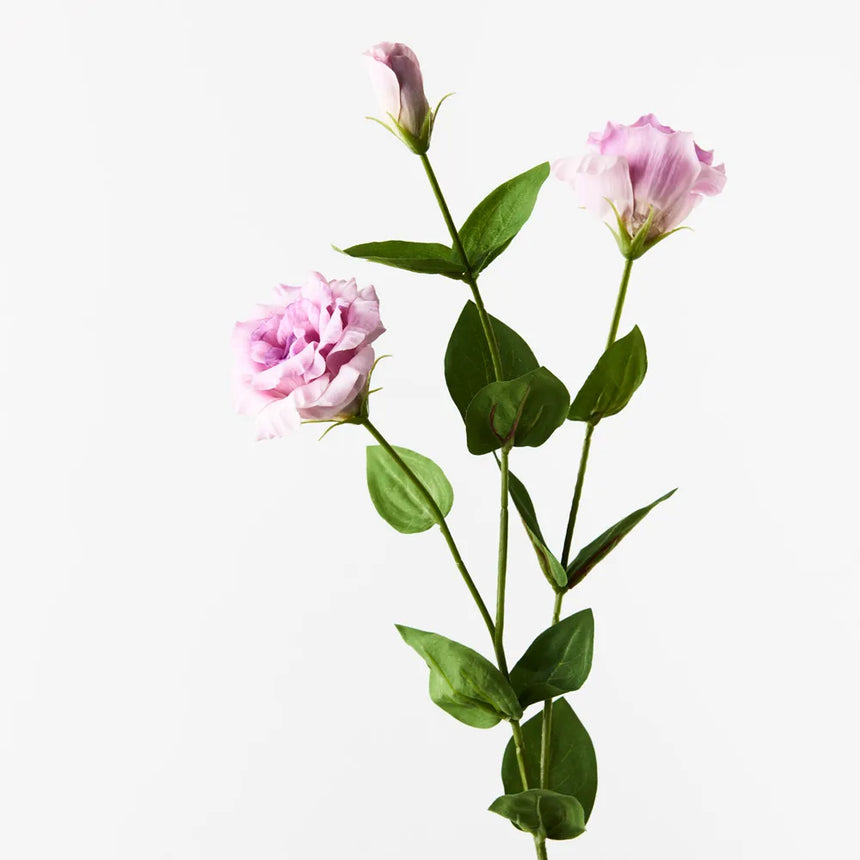Lisianthus - Lavender