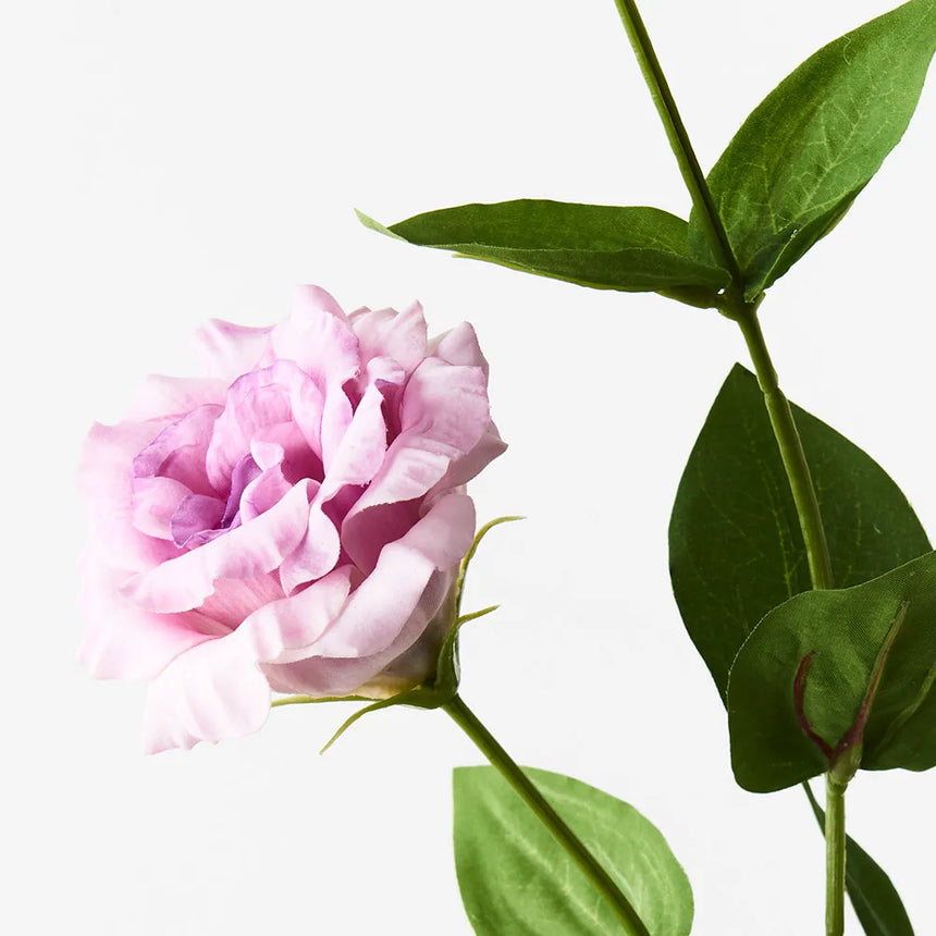 Lisianthus - Lavender