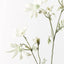 Flannel Flower (Tall)