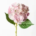 Hydrangea - Pink/Mauve