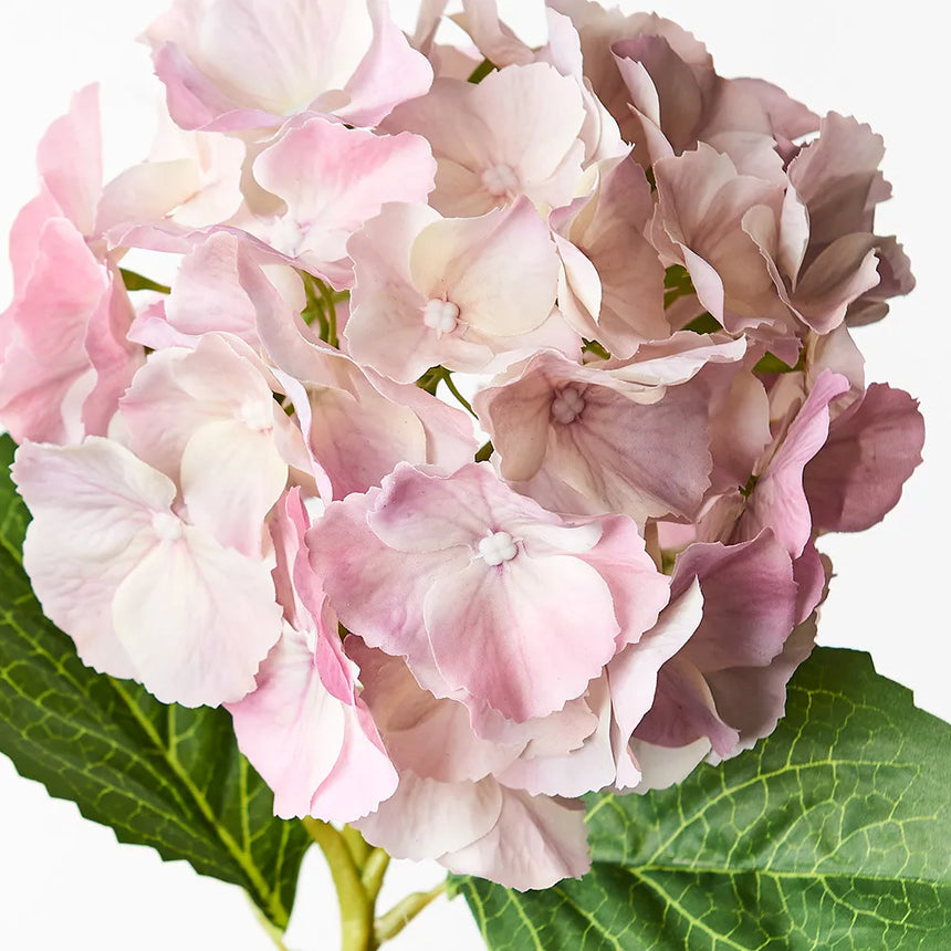 Hydrangea - Pink/Mauve