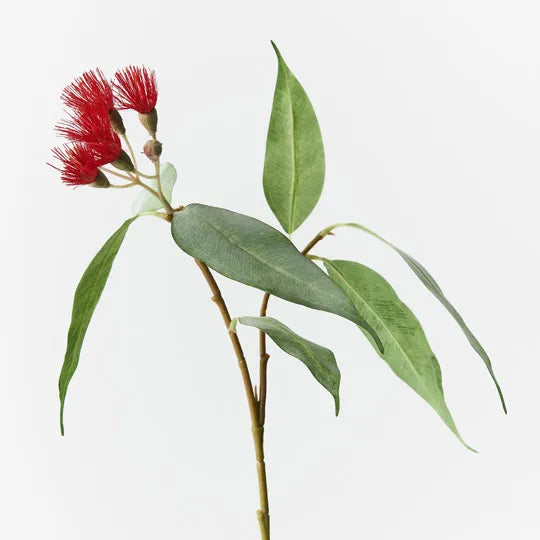 Eucalyptus Blossom - Red