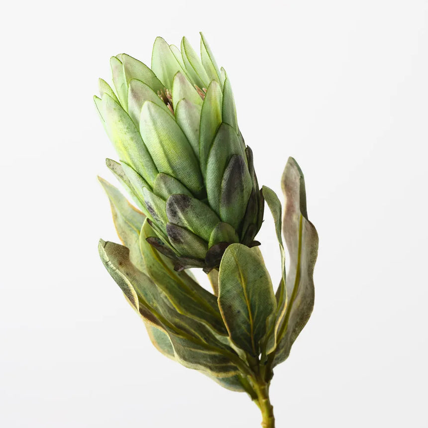 Queen Protea - Green