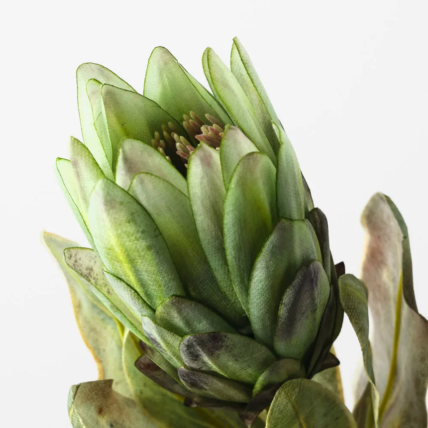 Queen Protea - Green