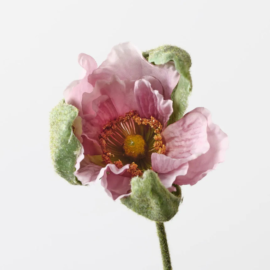 Poppy Bud