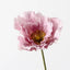 Poppy