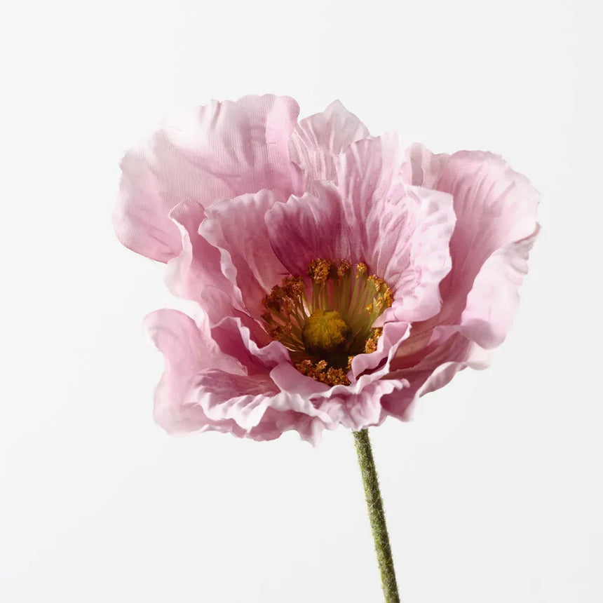 Poppy