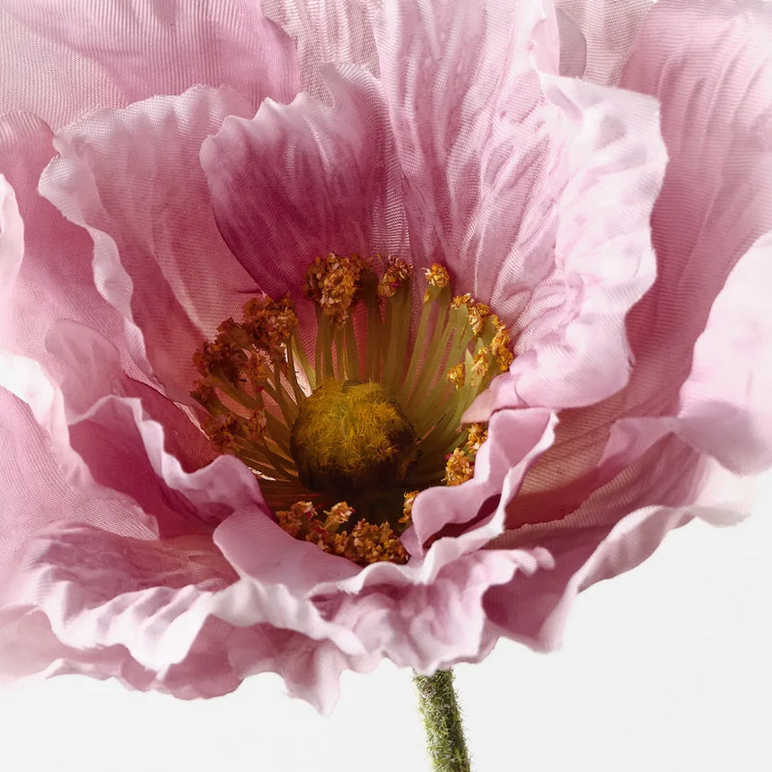 Poppy