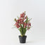 Cymbidium Orchid Plant