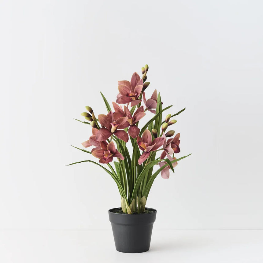 Cymbidium Orchid Plant