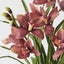 Cymbidium Orchid Plant