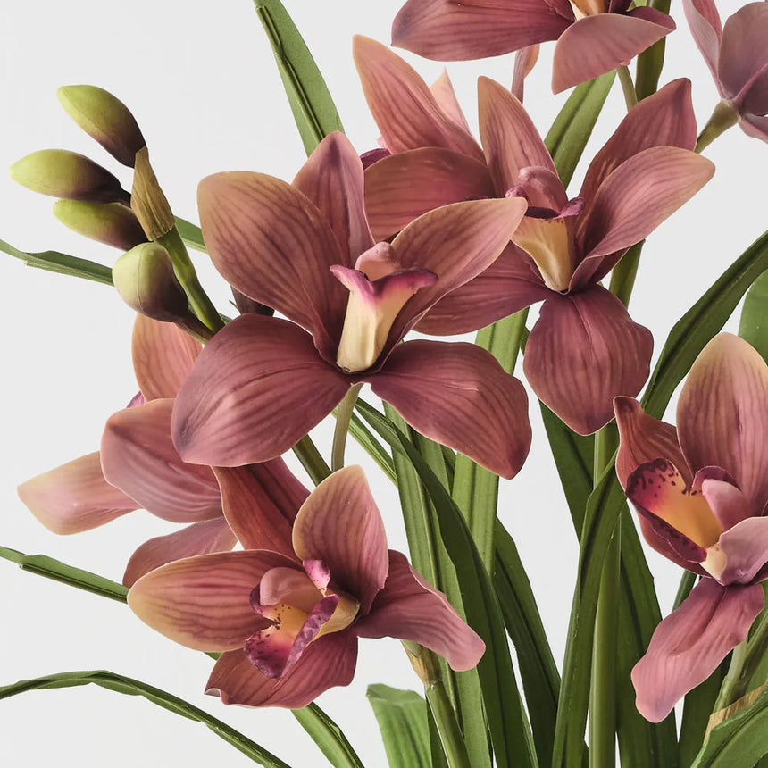 Cymbidium Orchid Plant