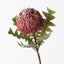Banksia Acorn (Pink)