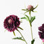 Scabiosa Spray - Plum