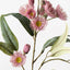 Eucalyptus Flowering Spray (Pink)