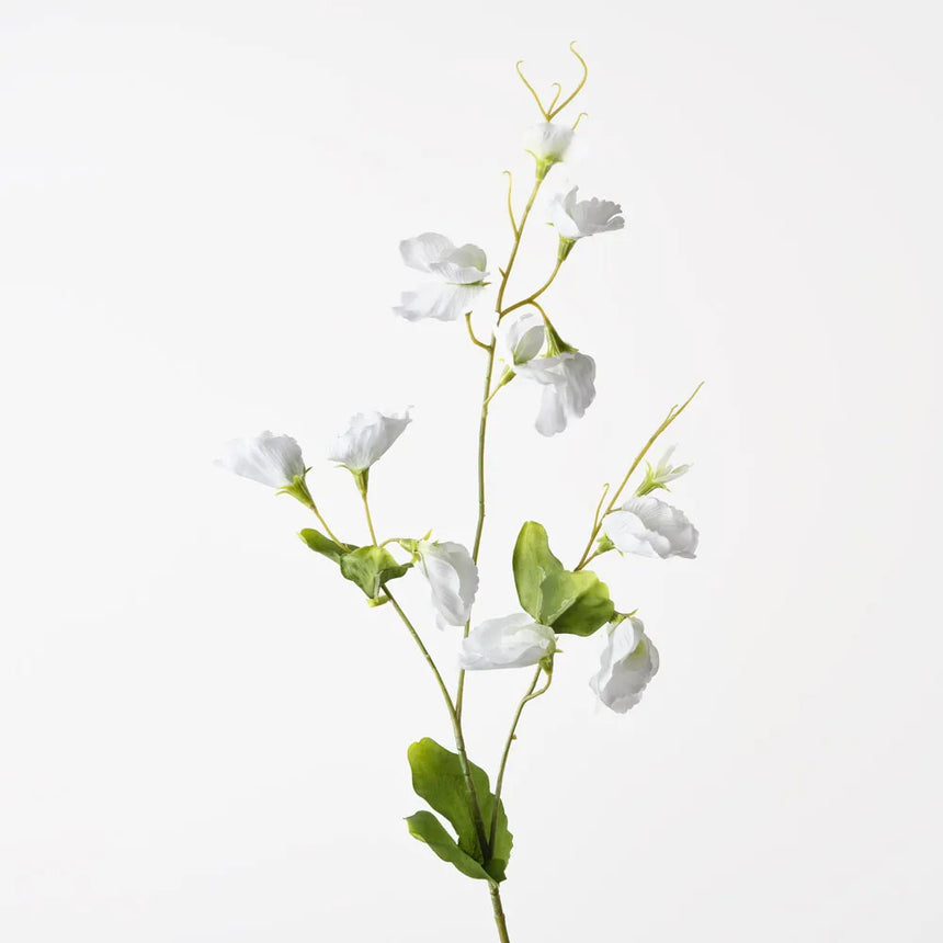 Sweet Pea - White