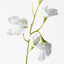 Sweet Pea - White