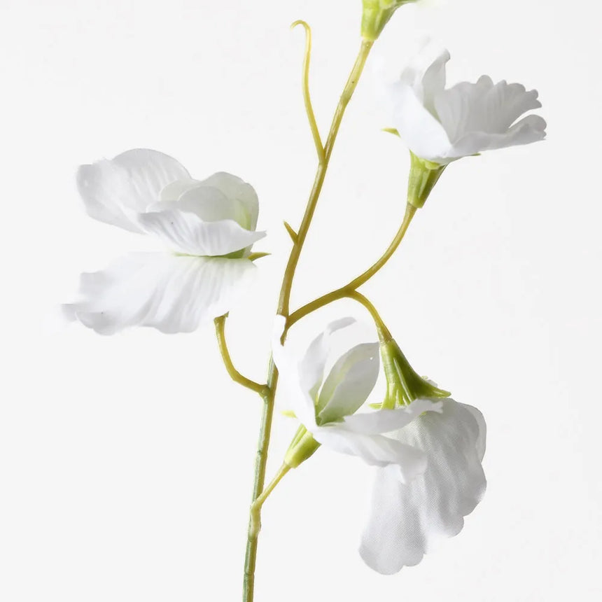 Sweet Pea - White