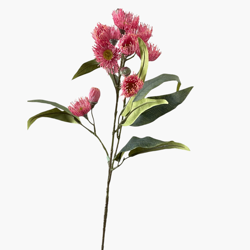 Eucalyptus Flowering Spray (Pink)